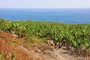 Fototapeta na wymiar Plantation of bananas in Tenerife, Canary Islands