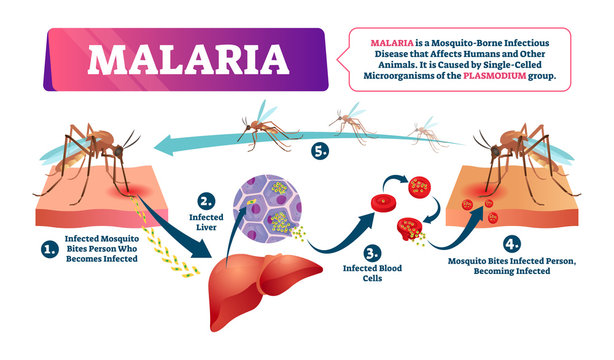 Malaria vector illustration. Mosquito bite blood infected disease