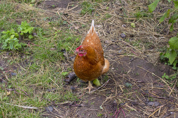 Homemade chicken and chicken. White cock.