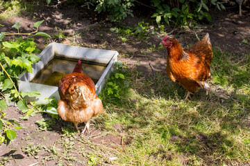 Homemade chicken and chicken. White cock.