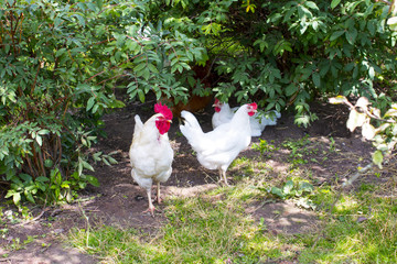 Homemade chicken and chicken. White cock.