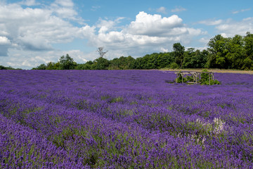 Lavender field in full bloom at Mayfields farm, UK