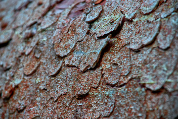 texture of conifer bark, background image