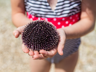girl on the beach holding a sea urchin