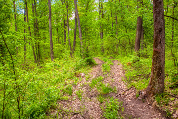  hiking trail in the green forest 