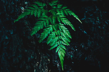 Close-up of Fern Green Plant Leaf Background