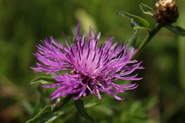 Purple flower close-up on a green blurred background.