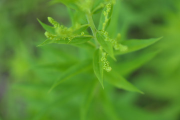 Abstract photo of green leaves for background