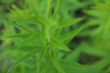 Abstract photo of green leaves for background