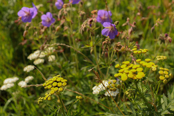 Bright photo of a flower field with different colors.