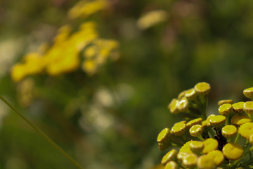 Obraz na płótnie Canvas Yellow unusual flowers on a dark blurred background.