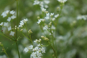 Small white flowers on a blurred green background.