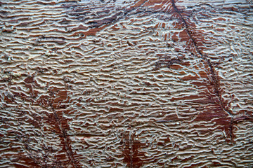 traces of beetles on a tree under the bark