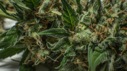 Fresh harvest of medical cannabis. Marijuana buds close-up on white background