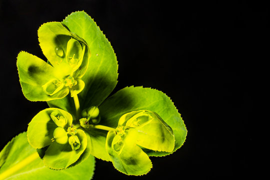 Green Flower On Black Background