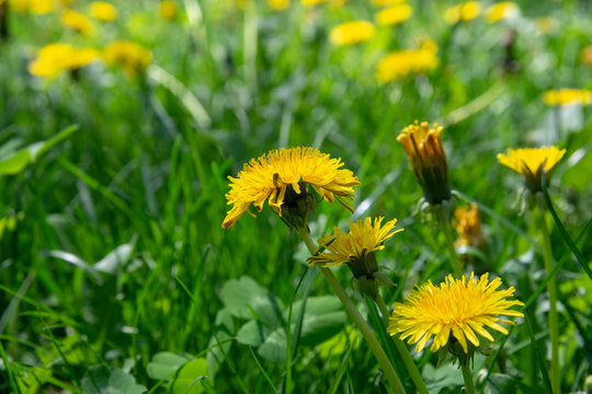 dandelions in a meadow