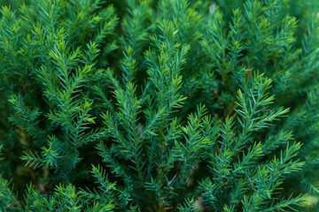 Fototapeta na wymiar green of chamaecyparis lawsoniana background