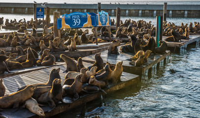 Sea Lions