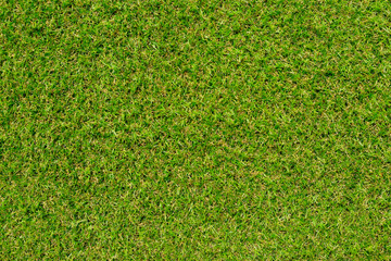 Fototapeta premium green grass texture.