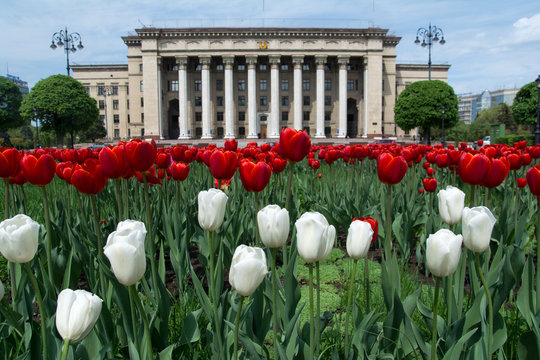 Old city bilbing and spring tulips in Kazakhstan Almaty