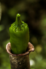 green chili papper