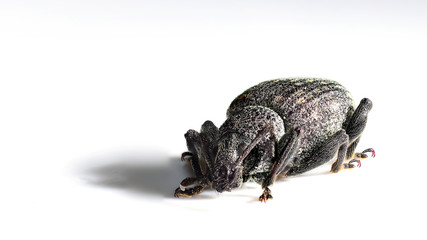 Käfer, Rüsselkäfer, Dickmaulrüssler, Dickmaulrüsselkäfer, Otiorhynchus, Insekt, Makro, 