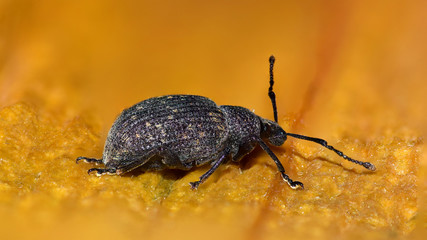 Käfer, Rüsselkäfer, Dickmaulrüssler, Dickmaulrüsselkäfer, Otiorhynchus, Insekt, Makro, 