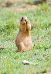 Prairie dog in Bryce Canyon