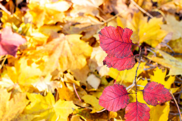 Naklejka na ściany i meble Fall leaves for an autumn background
