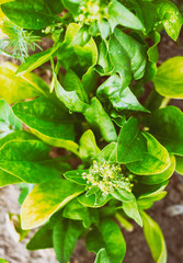 Lettuce salad leaf background. Fresh batavia salad. Top view whole lettuce leaf growth on organic...