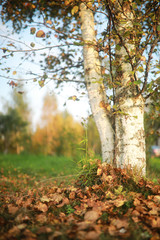 End of summer season in the park