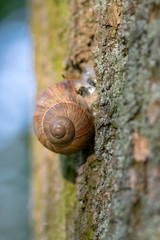 Helix pomatia big land snail on tree bark, brown shell with relaxing animal inside