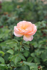 Obraz premium riot of flowers in the summer park