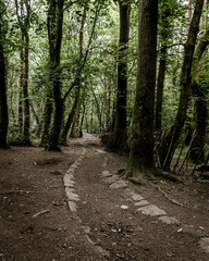 Obraz premium path in the forest