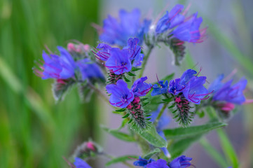Echium vulgare wild flowering plant, group of blue flowers in bloom on one stem
