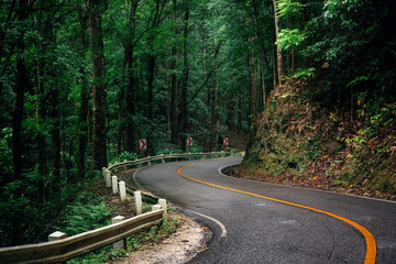 Winding road through green Bilar Man-Made Forest, Bohol, Philippines