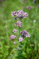 Oregano.