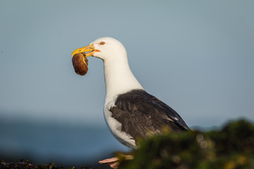 Great black-backed gull (Larus marinus) with a large mollusk perched on rocks covered with seaweed on a sunny summer morning, Muscongus Bay, Maine