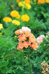 riot of flowers in the summer park
