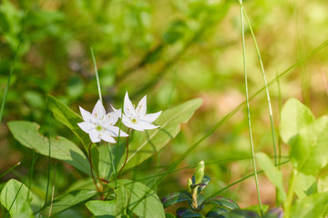 White Gardenia Crepe Jasmine A pair of blooming flowers close-up. copy space. white blooming flowers on green background.