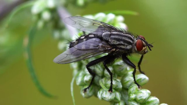 Close_up of a fly outside on a plant in the garden in the summertime