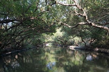 Fototapeta na wymiar Mangrove forest