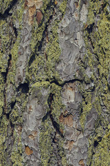 The texture of the bark of an old tree with green moss. Textured wood texture for design.