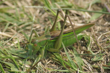 トノサマバッタ