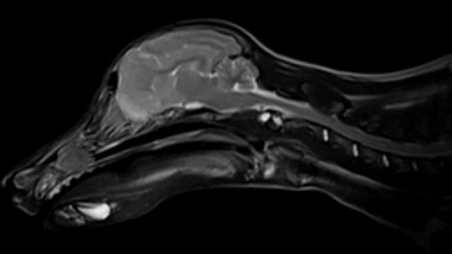 Live MRI scan results of a vet dog's coronal brain