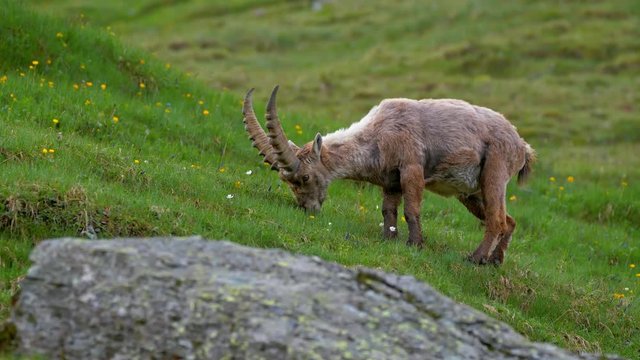 Alpine ibex grazing in alpine meadow