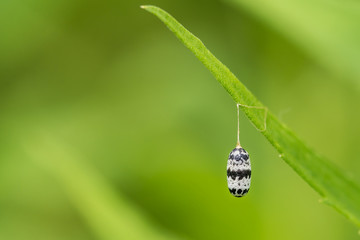 Ichneumon Wasp Pupa (Charops annulipes)
