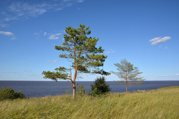 Two young pines in a green field against a lake and blue cloudy sky. Summer landscape Lake Ilmen Novgorod region