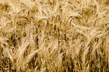 Small section of a field of barley in the beginning of summer with ears pointing in all directions