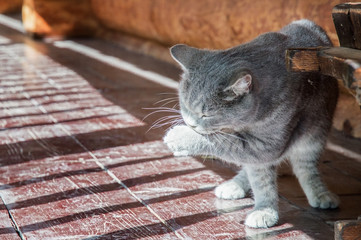 Close up. Portrait of British kitten. Gray fluffy wool, yellow eyes. The cat washes after breakfast on the sun-drenched terrace.
